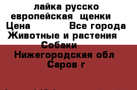 лайка русско-европейская (щенки) › Цена ­ 5 000 - Все города Животные и растения » Собаки   . Нижегородская обл.,Саров г.